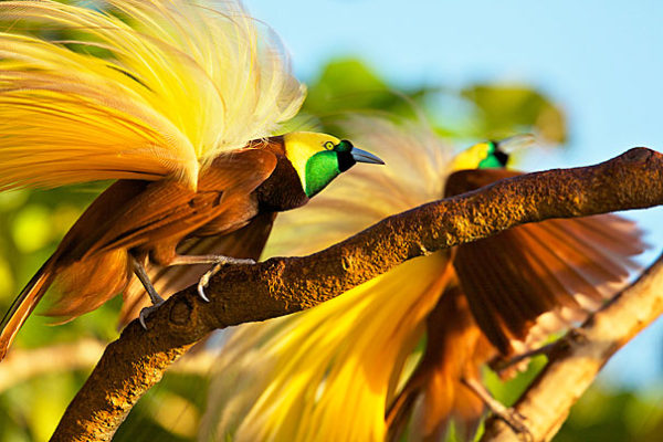 Greater Bird of Paradise (Paradisaea apoda). Adult male shaking his plumes as part of display. Badigaki Forest, Wokam Island in the Aru Islands, Indonesia.