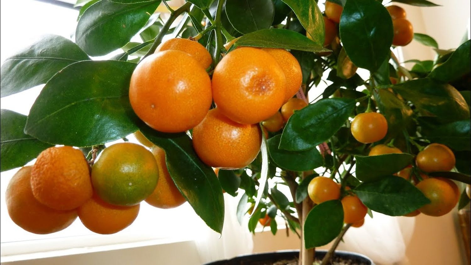 Cum să îngrijești un portocal