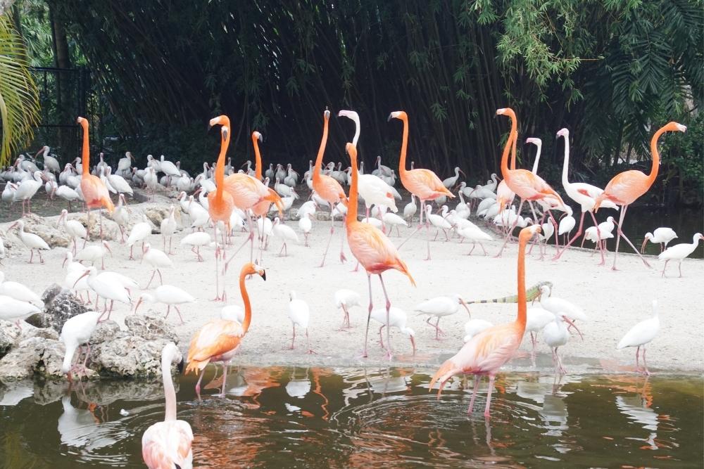 flamingo everglades