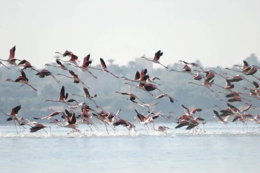 flamingo qarum