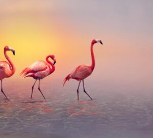 pasari flamingo
