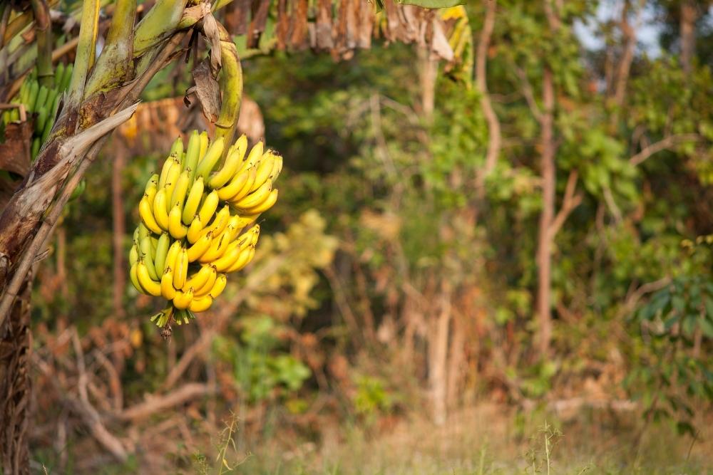 bananieri