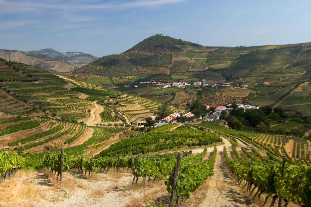 dao regiuni viticole portugalia